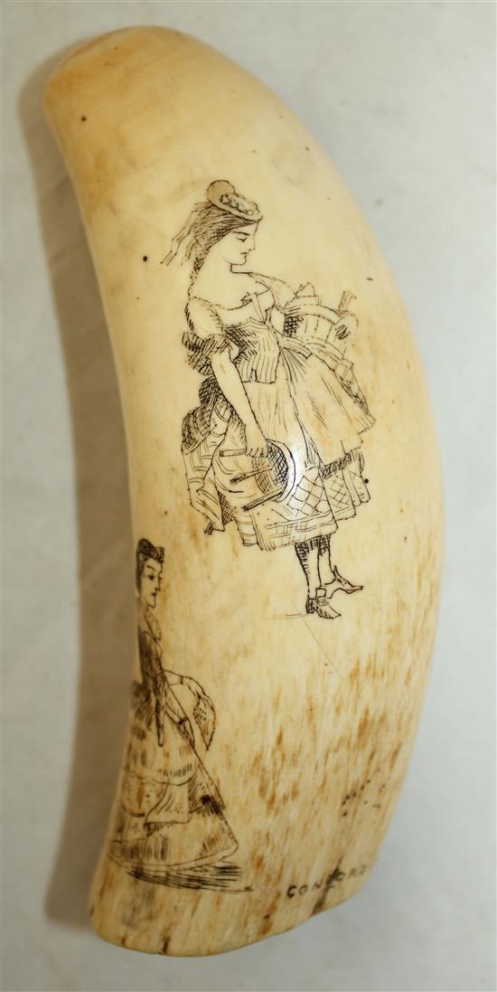 A scrimshaw whales tooth, 5.5in.